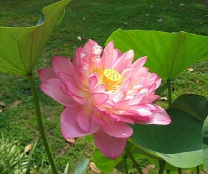 Sjeme Momo botan Lotus Flower Seed Seed