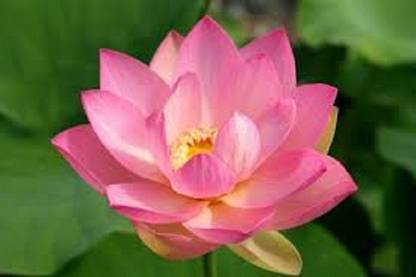 Sjeme Carolina Queen Lotus Flower Seed Seed