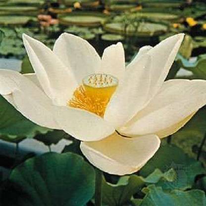 Sjeme American Lotus Flower Seed Seed