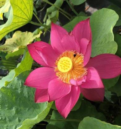 Sjeme Frankly Scarlet Lotus Flower Seed Seed