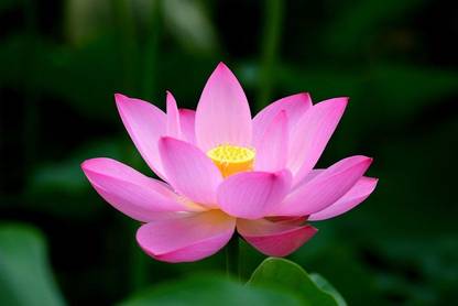 Sjeme Vietnamese Lotus Flower Seed Seed