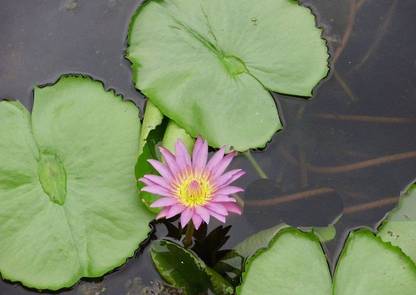 Sjeme Celestial Lotus Flower Seed Seed