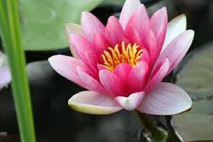 Sjeme Sacred Lotus Flower Seed Seed