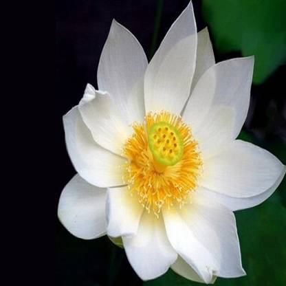 Sjeme Angel Wings Lotus Flower Seed Seed