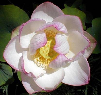 Sjeme Chawan Basu Lotus Flower Seed Seed