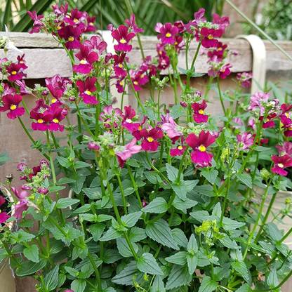 CYBEXIS Nemesia Poetry - Mixed Seed