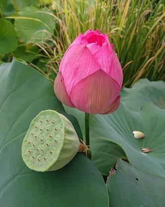 Sjeme Lotus of the Princess Flower Seed Seed