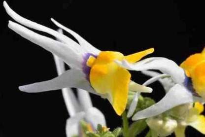 VibeX NBIR-107-Masquerade Flower (Nemesia Cheiranthus) Seed