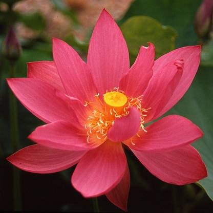 Sjeme Nelumbo Red Scarf Lotus Flower Seed Seed