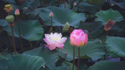 Sjeme Red Lotus of Tatusk Flower Seed Seed