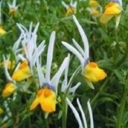 CYBEXIS Nemesia - Masquerade Seed