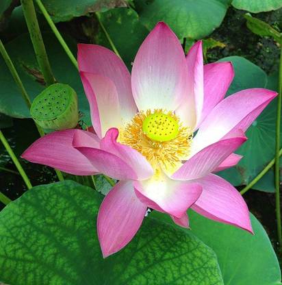 Sjeme Cheery Lotus Flower Seed Seed