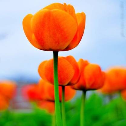 Navya germination Tulip Orange Flower Seed