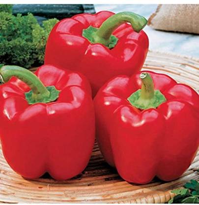 USTAR (IND 56) HYBRID F1 CAPSICUM SEED Seed