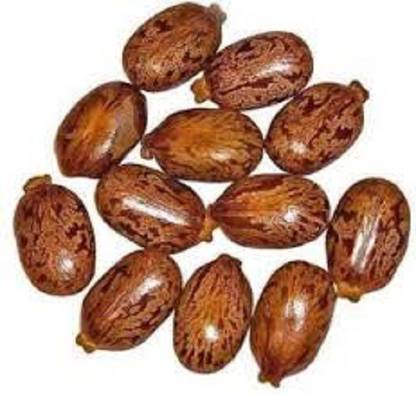 Organicgreen Herb CASTOR SEED Seed