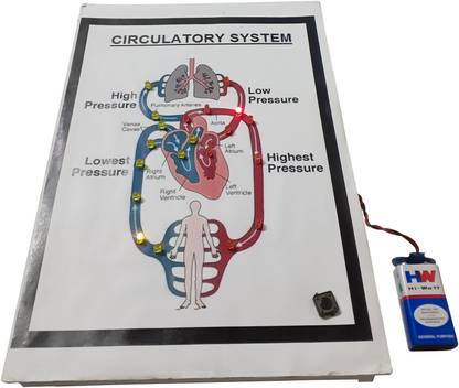MELODY's Circulatory System with Lights / Biology Project & Model
