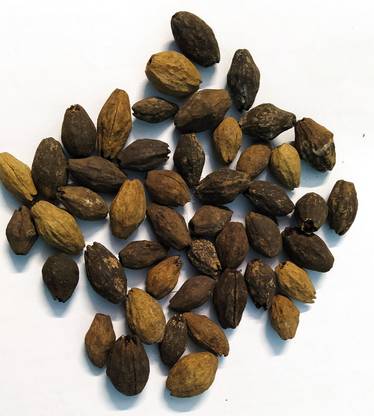 EasySeeds Malabar Neem, Melia Dubia, Malai Vembu, kadakhajur Seed