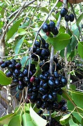 Vamsha Nature Care Java Plum Plant