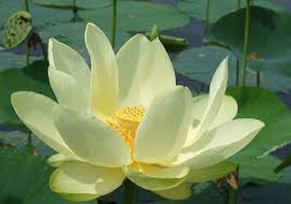 Sjeme Yellow Kamal Phool Lotus Seed Seed