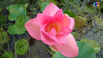 Sjeme Kamal Ka Phool Ke Beej Lotus Seed Seed