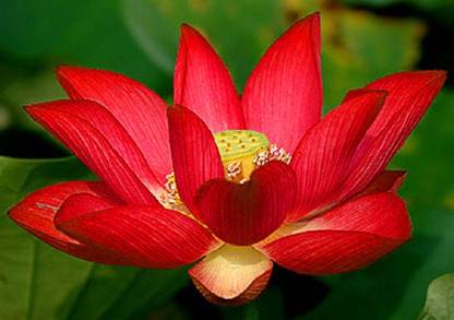 Sjeme Red Lotus For Flowering Seed Seed