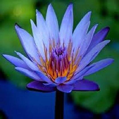 Sjeme Nila Kamal Phool Lotus Seed Seed
