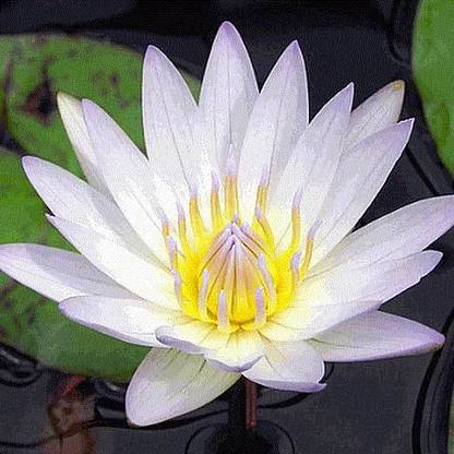 Sjeme Nelumbo Lutea Lotus Seed Seed
