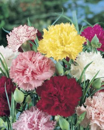 xcentax DHANTU carnation Seed