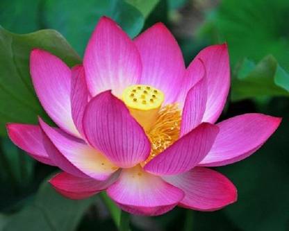 Sjeme Pink Lotus For Flowering Seed Seed