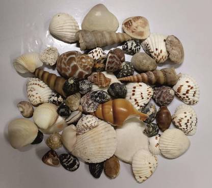 Kironite Natural SEA Shell - 1 kg