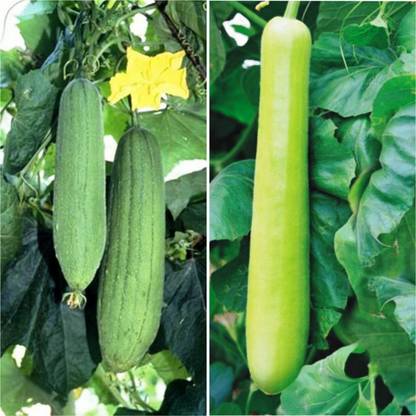 R-DRoz Combo of Bottle Gourd/Loki & Sponge Gourd/Tori Vegetables F1 Hybrid Seed
