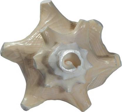 Zoltamulata Pink Blowing Queen Conch / Panchajanya Pink Conch for Pooja Blowing Shankh