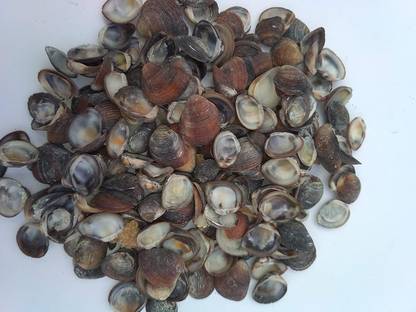 Kironite Unique dacore cradft Material sea Shells/Aquarium sea Shells/Natural Shells 800 gm