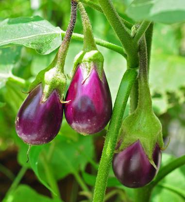 Paudha Brinjal Seed