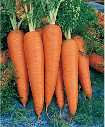 PLANTZON Carrot Seed