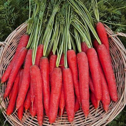 VibeX Carrot Selection Red - Vegetable Seeds Seed