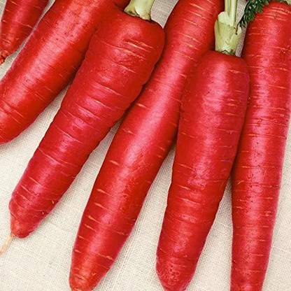 Fresh Hybrid Red Carrot Seed