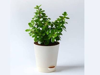 Plan A Plant Jade Plant