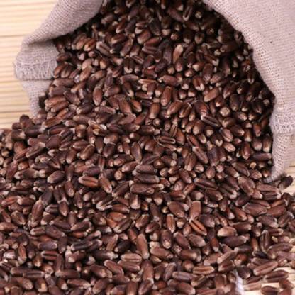 Sjeme Hybrid Black Wheatgrass Seed Seed