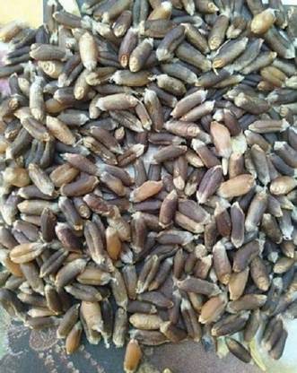 Sjeme Black Wheat (Kala Gehu Rare) Seed Seed