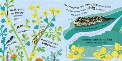 RHS How Does a Butterfly Grow?