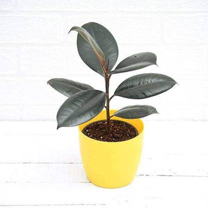 Plan A Plant Rubber Tree