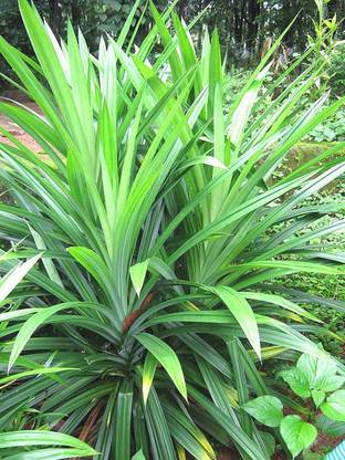 Plantzoin Pandanus Plant
