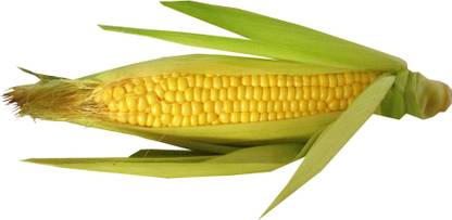 Countgreen Plus Maize (Desi Corn/Bhutta/Makka/Makai/Jwaar) Seed