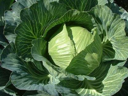 Countgreen Plus Cabbage (Patta Gobhi/Band Gobhi/Karamkalla) Seed