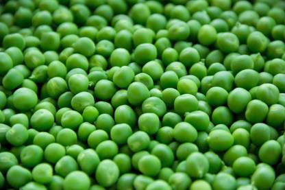 Countgreen Plus Pea (Matar/Peas/Matar Ki Fali) Seed