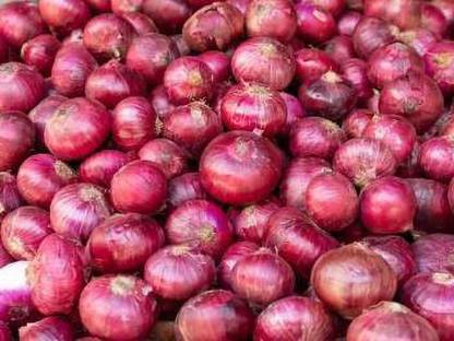YOUNG STAR Onion Seed
