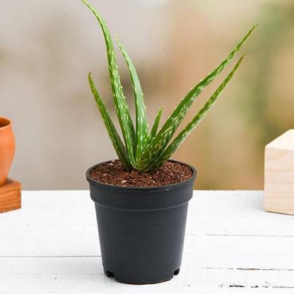 Click to purchase Aloe Vera Plant