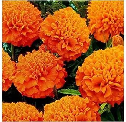 gorgeous moment marigold Seed