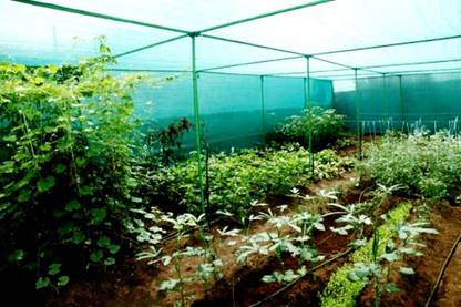 SL Sun Shade Net | Sun Protected Green House Netting | Multipurpose Green Net | Green Shades Net | Green Net For Home| Garden | Construction | Parking 90% (SIZE = 18X15 Feet) Portable Green House